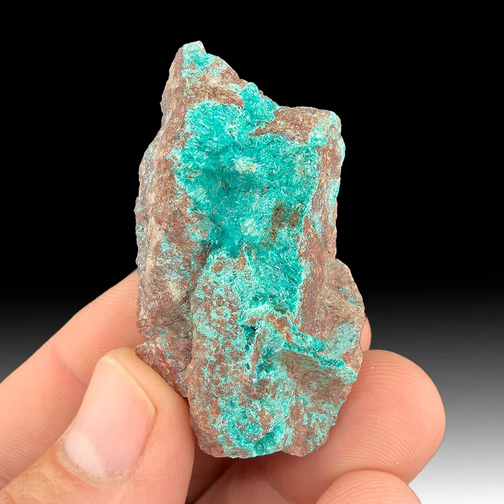 Ajoite from New Cornelia Mine, Ajo, Arizona, USA image