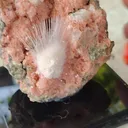 specimen video