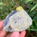 specimen video
