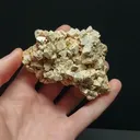specimen video