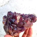 specimen video
