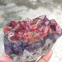 specimen video