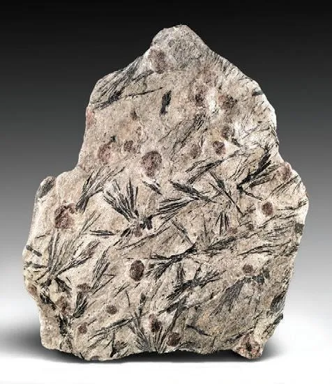 Almandine, Hornblende, Muscovite schist image
