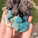 specimen video