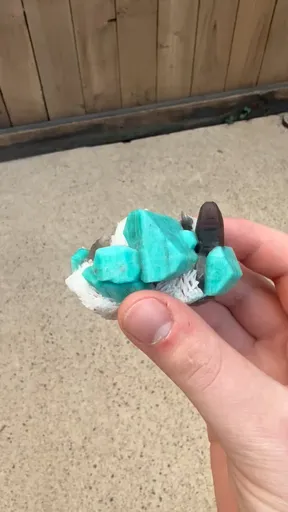 specimen video
