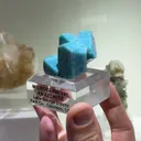 specimen video
