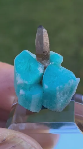 specimen video
