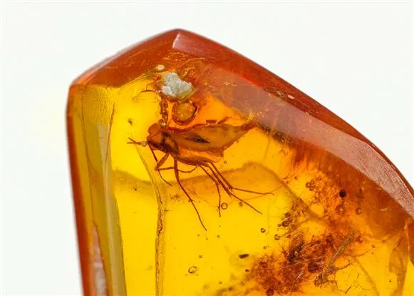 AMBER with insect - image 1