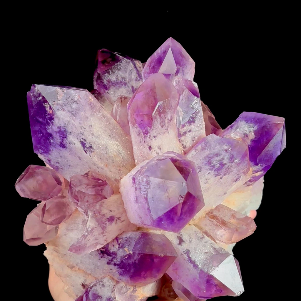 specimen video