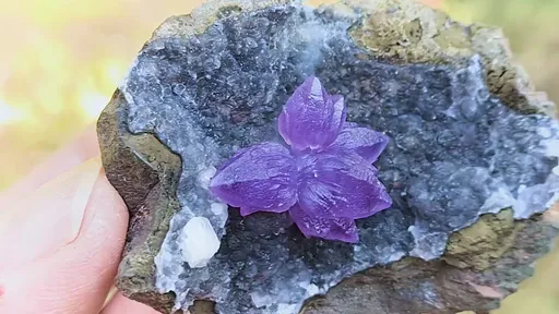 specimen video