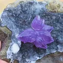 specimen video
