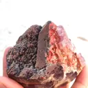 specimen video