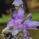 specimen video