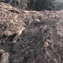 specimen video