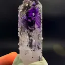 specimen video