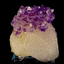 specimen video