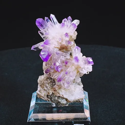 specimen video