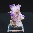 specimen video