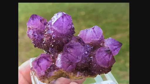 specimen video