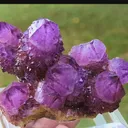 specimen video