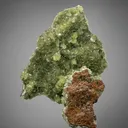 Anapaite on Fossilized Tree Bark - image 1