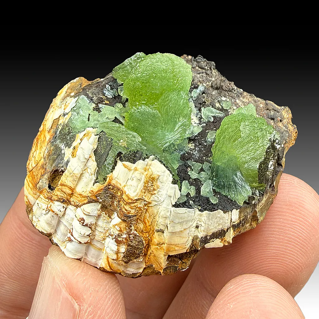 Anapaite with Clam Shell image