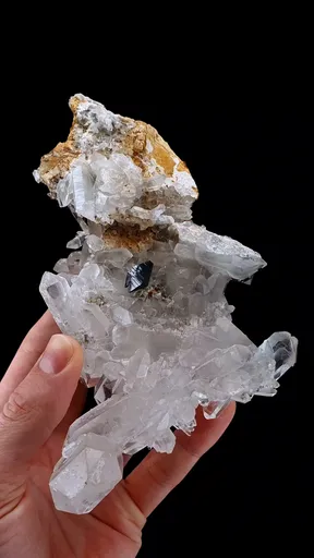 specimen video