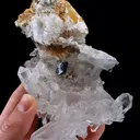 specimen video