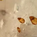 Anatase Included in Quartz - image 2