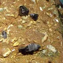 Anatase, Quartz (Var: Smoky Quartz) - image 2