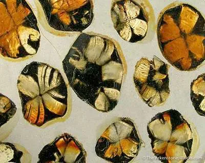 Andalusite Var. Chiastolite (Reference Set Of Thin Sections) - image 3