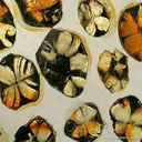 Andalusite Var. Chiastolite (Reference Set Of Thin Sections) - image 3