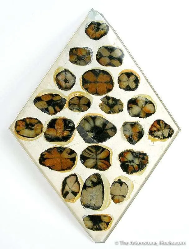 Andalusite Var. Chiastolite (Reference Set Of Thin Sections) image
