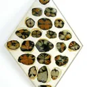 Andalusite Var. Chiastolite (Reference Set Of Thin Sections) - image 1