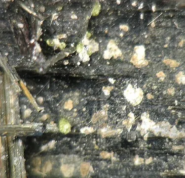 Andorite, Zinkenite - image 2