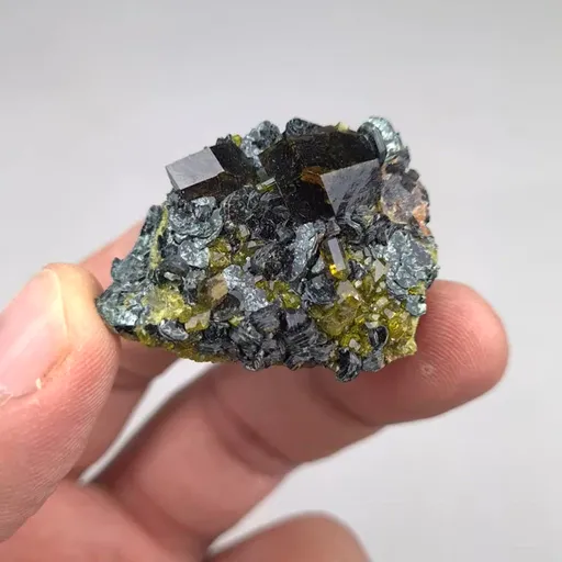 specimen video