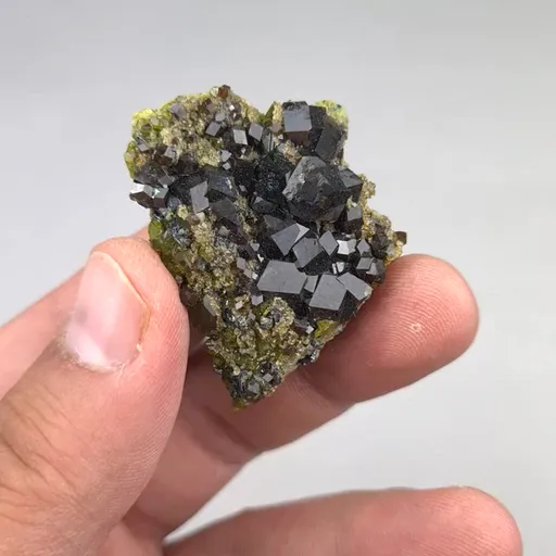 specimen video