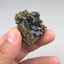 specimen video