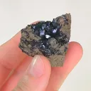 specimen video