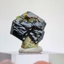 specimen video