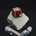 specimen video