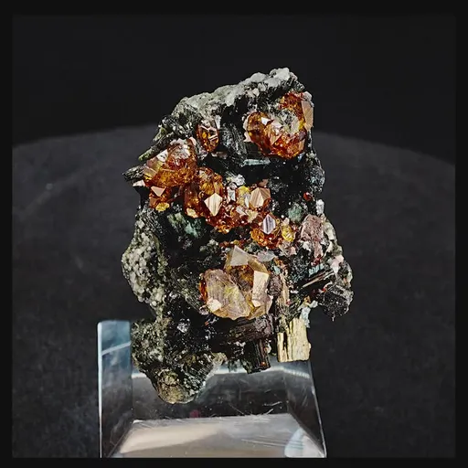 specimen video