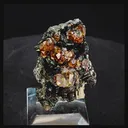 specimen video