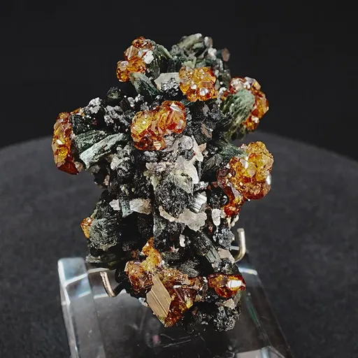 specimen video