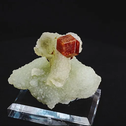 specimen video