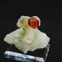specimen video