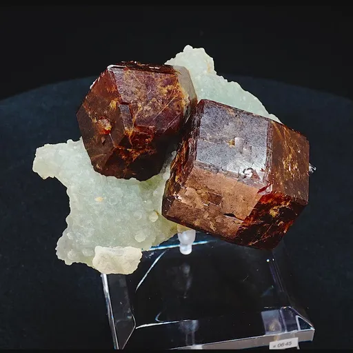 specimen video