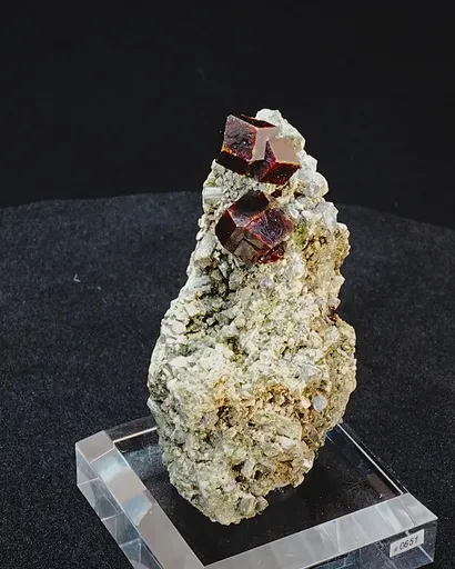 specimen video