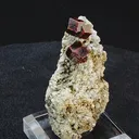 specimen video