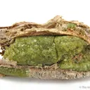 Andradite Garnet var. Demantoid, with Chrysotile - image 2